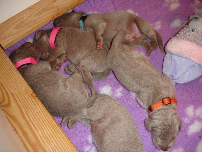Meander Weimaraners-Leonor & Robert Honing