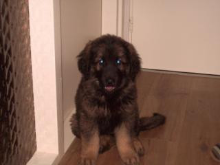 Leonberger