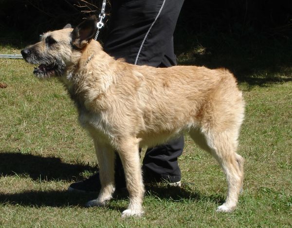 Bouvier des Ardennes