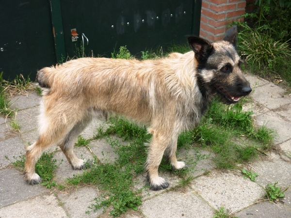 Bouvier des Ardennes