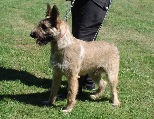Bouvier des Ardennes
