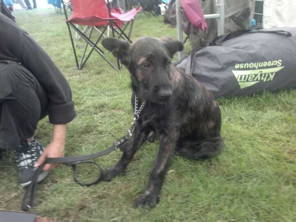 Bouvier des Ardennes