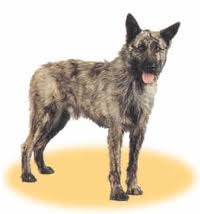 Bouvier des Ardennes