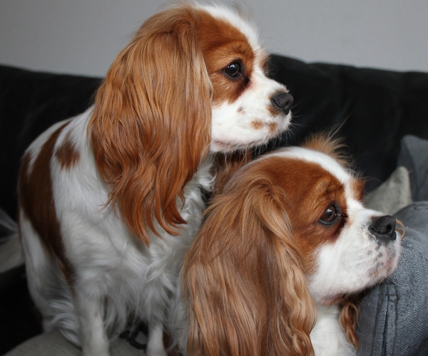 Cavalier King Charles Spaniel