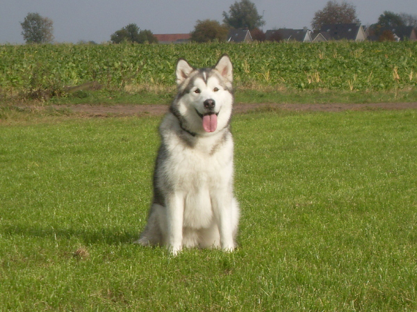 Alaskan Malamute