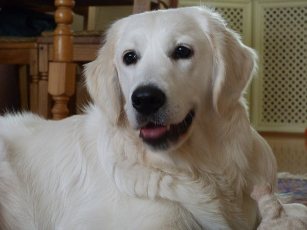 Golden Retriever