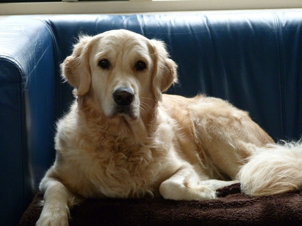 Golden Retriever