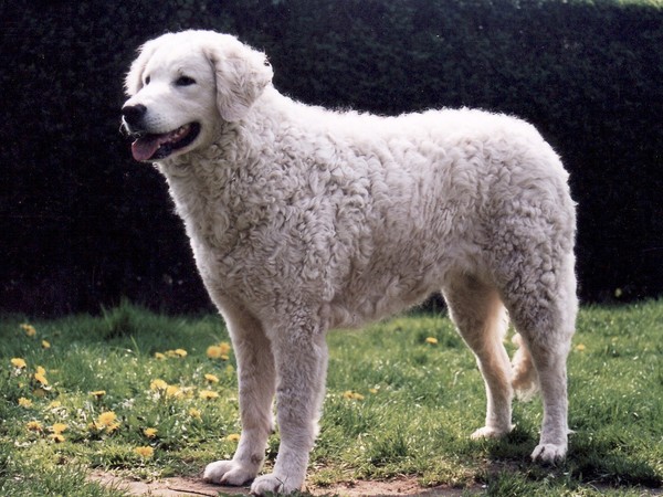 Kuvasz