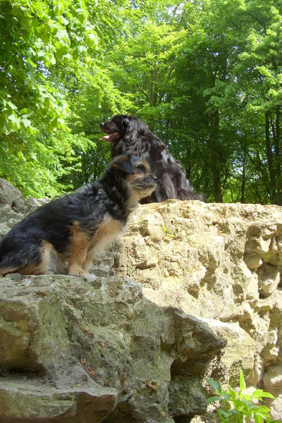 mn schatjes op de berg in tbos