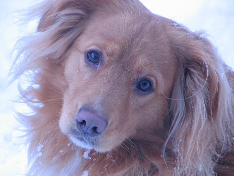 Nova Scotia Duck Tolling Retriever