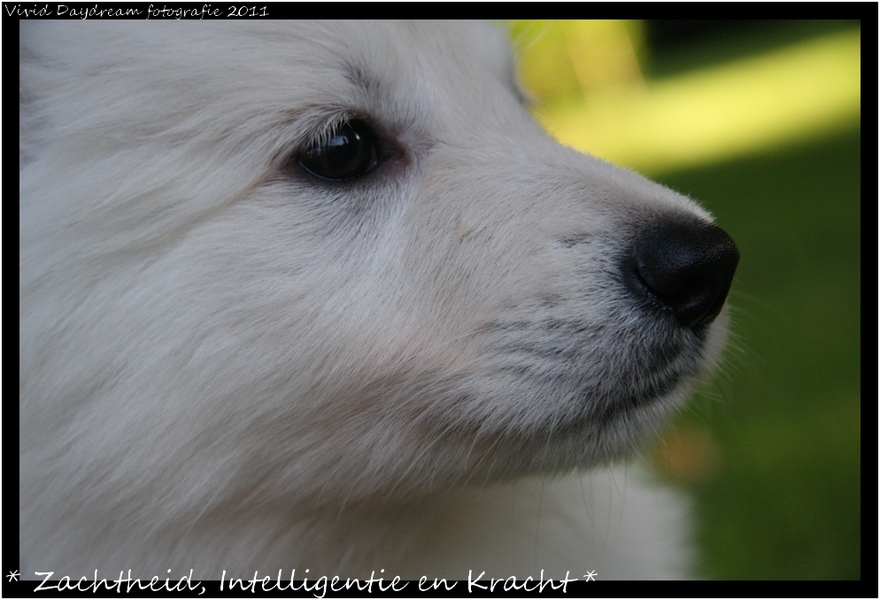           *A VIVID DAYDREAM* Zwitserse Witte Herders