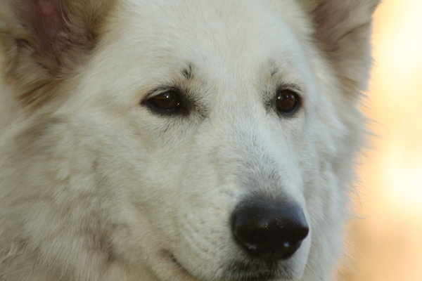           *A VIVID DAYDREAM* Zwitserse Witte Herders