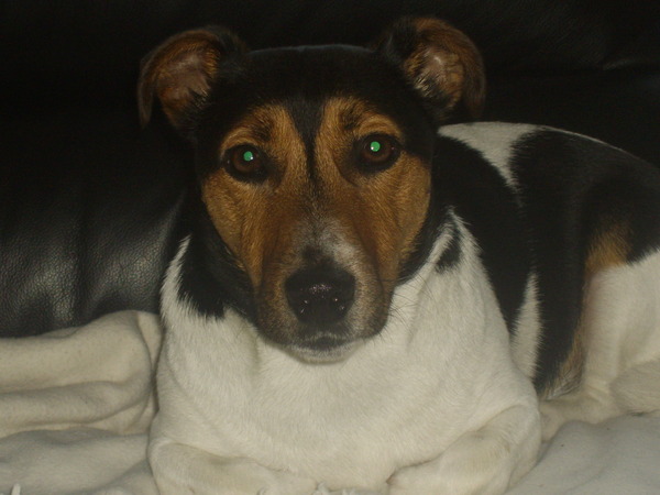 Jack Russell Terrier