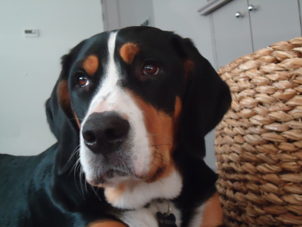 Grote Zwitserse Sennenhond
