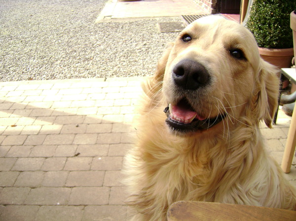 Golden Retriever