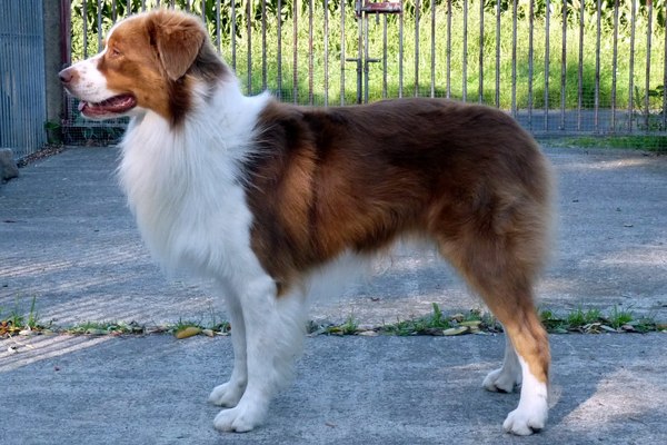 vandewalle vanhonsbrouck