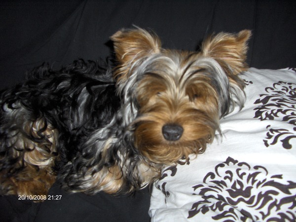 Yorkshire Terrier