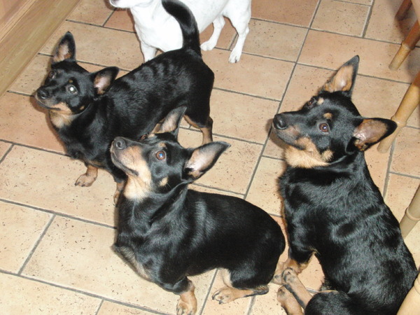 Clogmills Lancashire Heelers