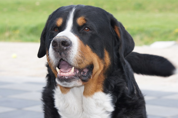 Grote Zwitserse Sennenhond