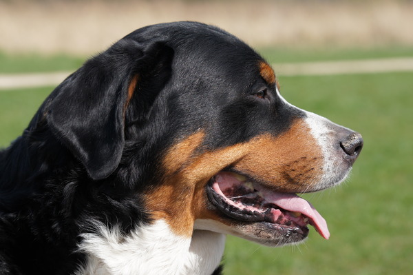 Grote Zwitserse Sennenhond