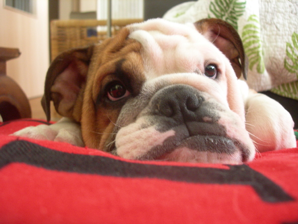 Engelse Bulldog