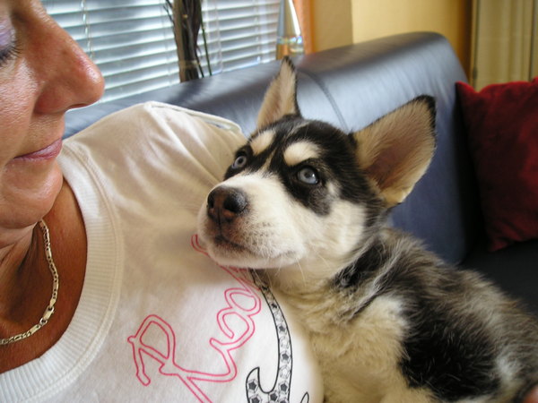 ik kijk naar mijn baasje