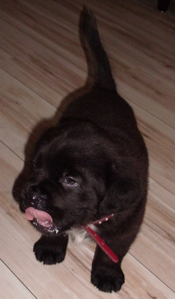 Bear bordeauxdog x Newfoundlander