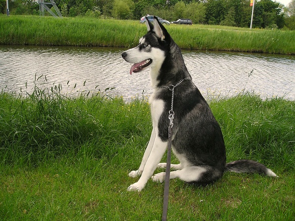 naar de langsrijdende auto's