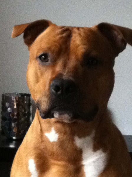 American Staffordshire Terrier