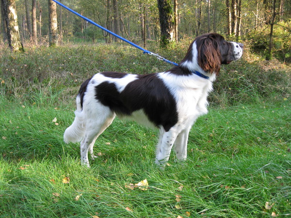 Drentsche Patrijshond