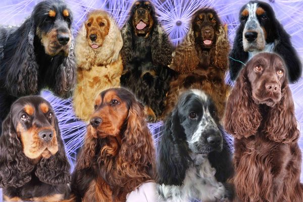 @ Csipirkei cockers @