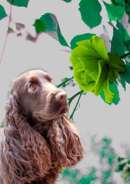 @ Csipirkei cockers @