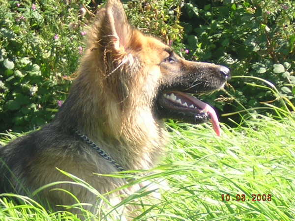 Oud Duitse Herdershond