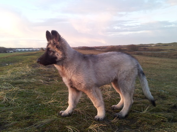 Shiloh Shepherd