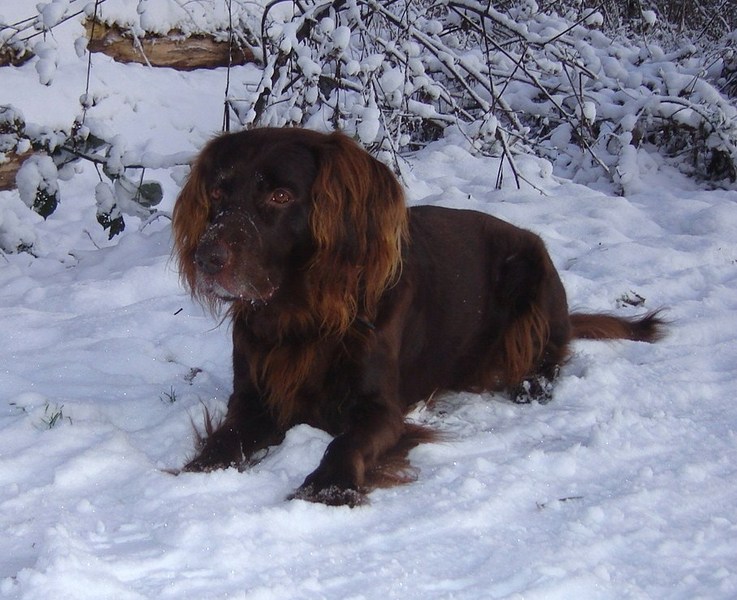 Duitse Staande Hond, Langhaar