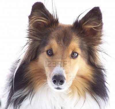 Sheltie