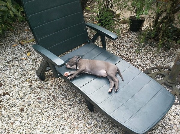 In slaap gevallen op de tuinstoel