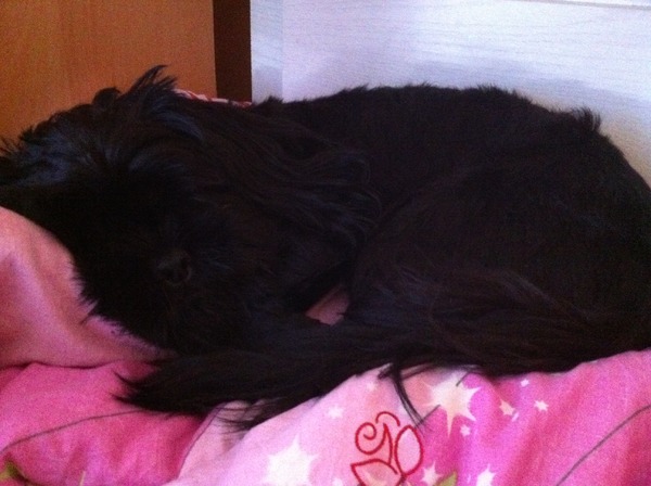 lekker slapen op de bed van mijn baasje