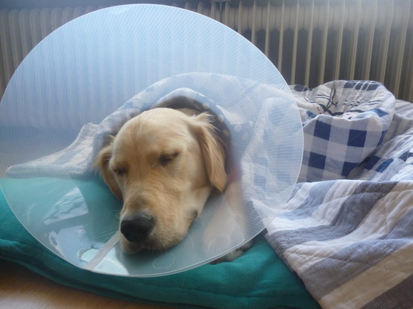 Max in diepe slaap..