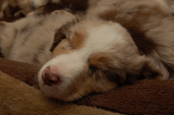 Lootah 7 weekjes oud