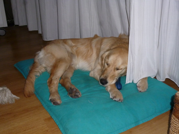 Heerlijk dutten bij de gordijnen