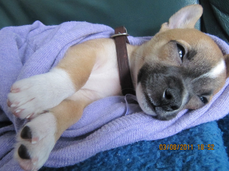 Frankie half in zijn diepe slaap!