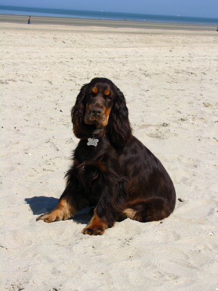Engelse Cocker Spaniel