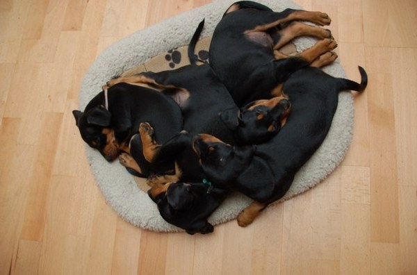 Alle 4 de pups uit het A-nest op 1 kleedje.