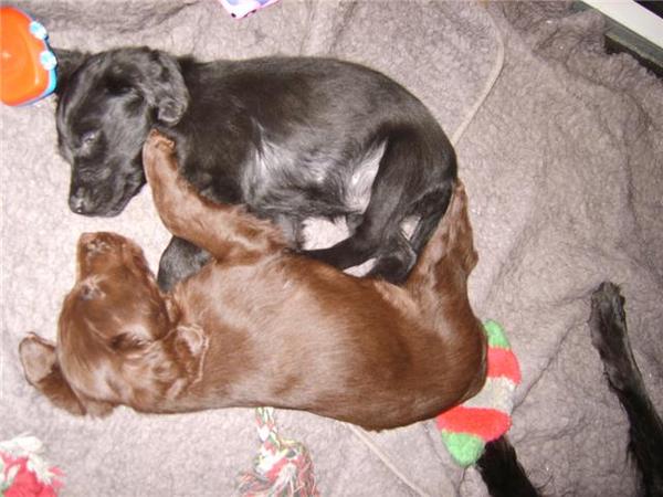 Quint met haar zusje- beide 8 weken