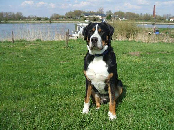 Grote Zwitserse Sennenhond