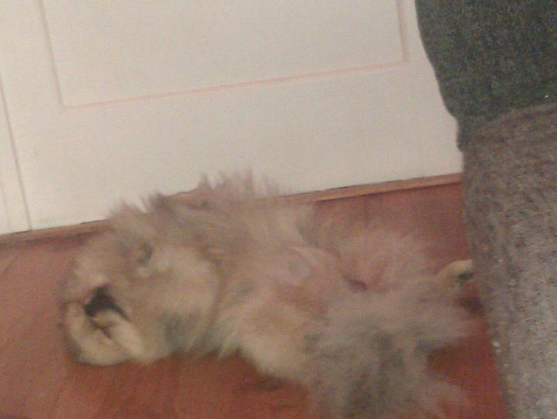 Pip ligt heerlijk te slapen