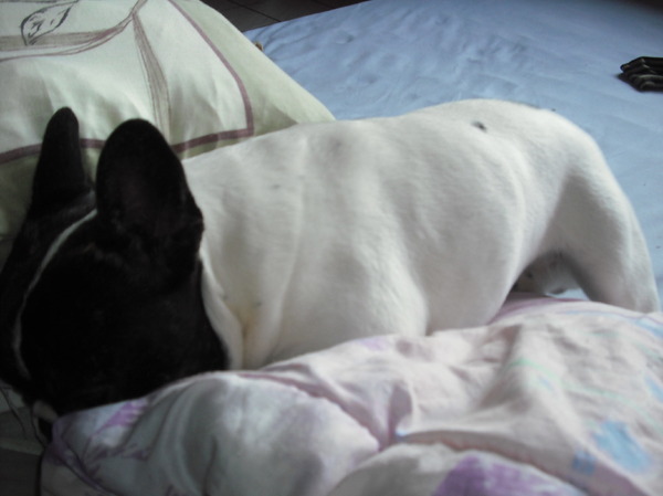 Baco, zich tussen m'n kussen&deken genestelt