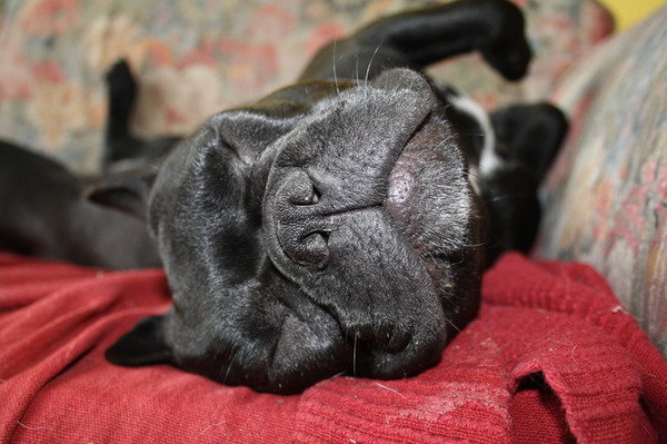 Luie bulldog? Ikke??