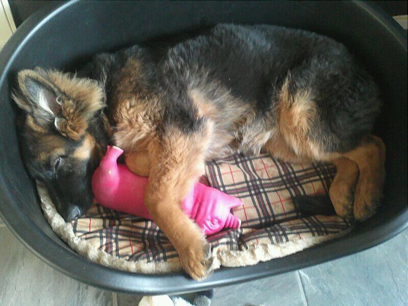 Ik bewaak mijn varkentje met mijn leven